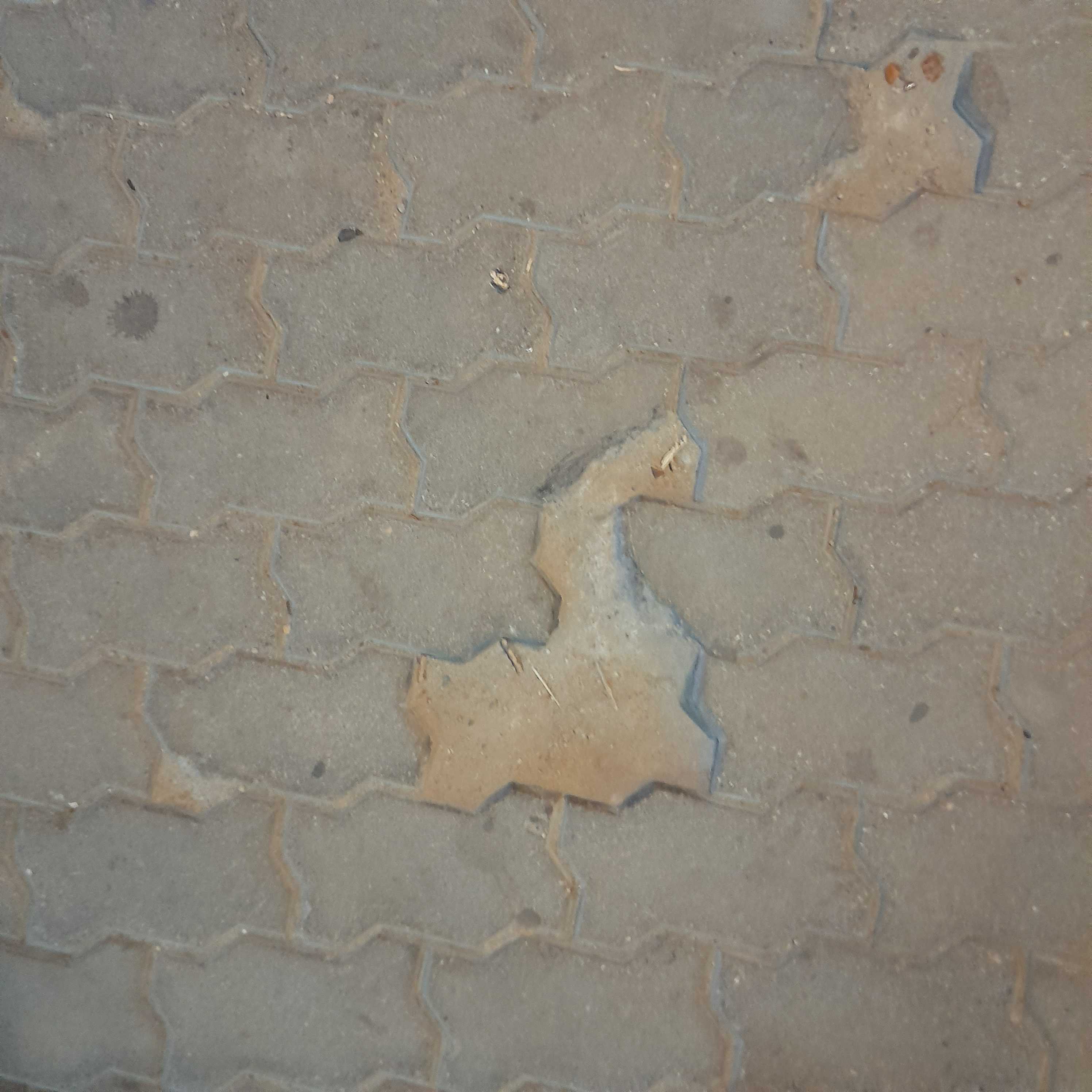 dinosaur